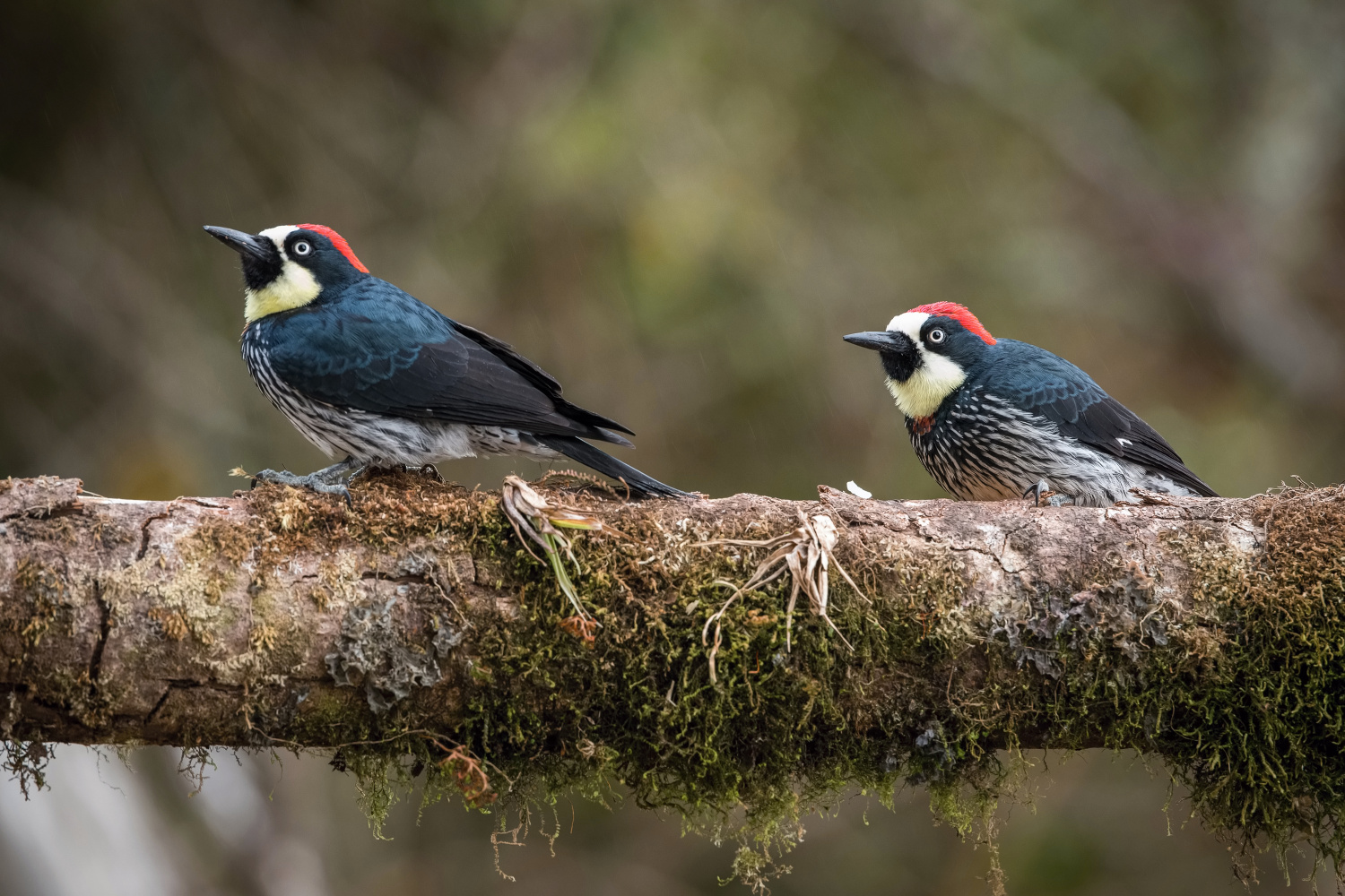 datel sběrač (Melanerpes formicivorus) Acorn woodpecker