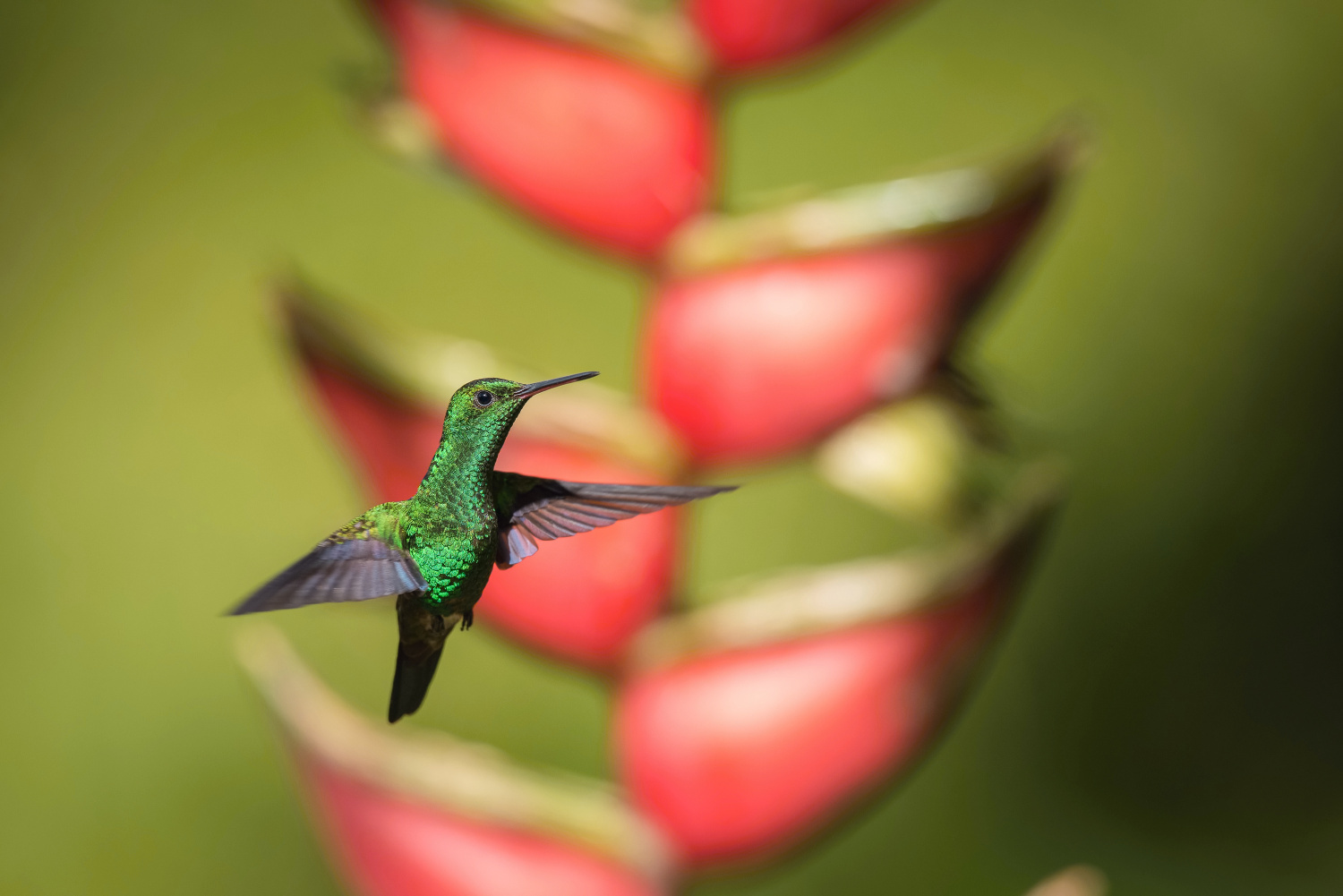 kolibřík měděnořitý (Amazilia tobaci) Copper-rumped hummingbird