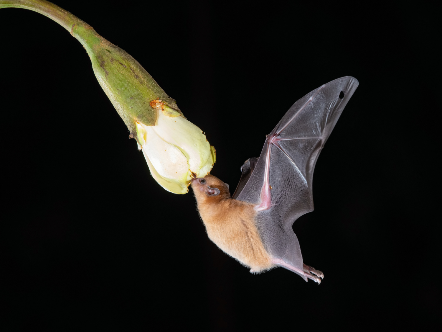 listonos citrusový (Lonchophylla robusta) Orange nectar bat