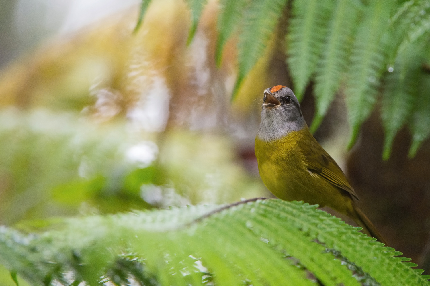 lesňáček šedožlutý (Basileuterus fraseri) Grey-and-gold warbler