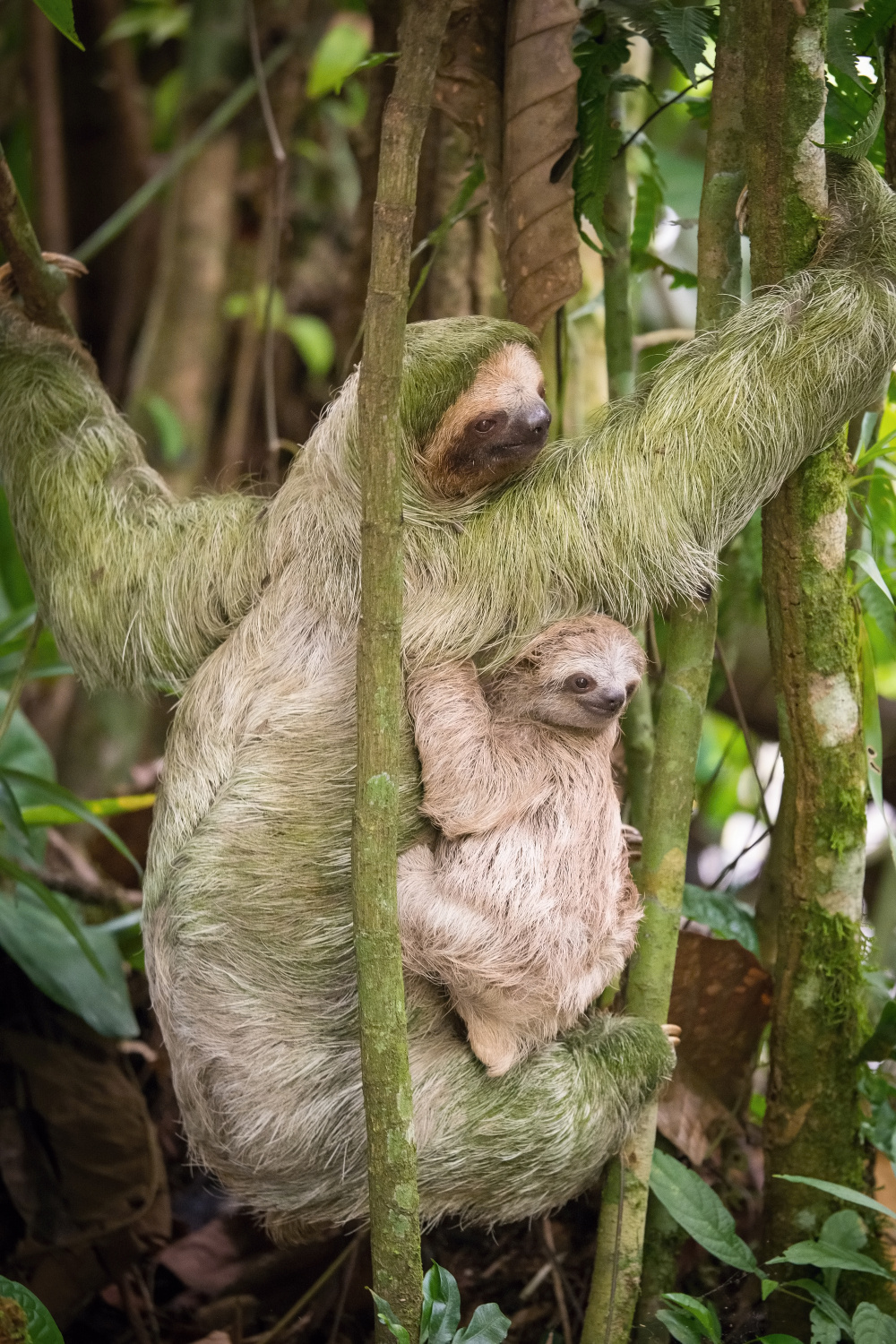 lenochod krátkokrký (Choloepus hoffmanni) Hoffmann´s two-toed sloth