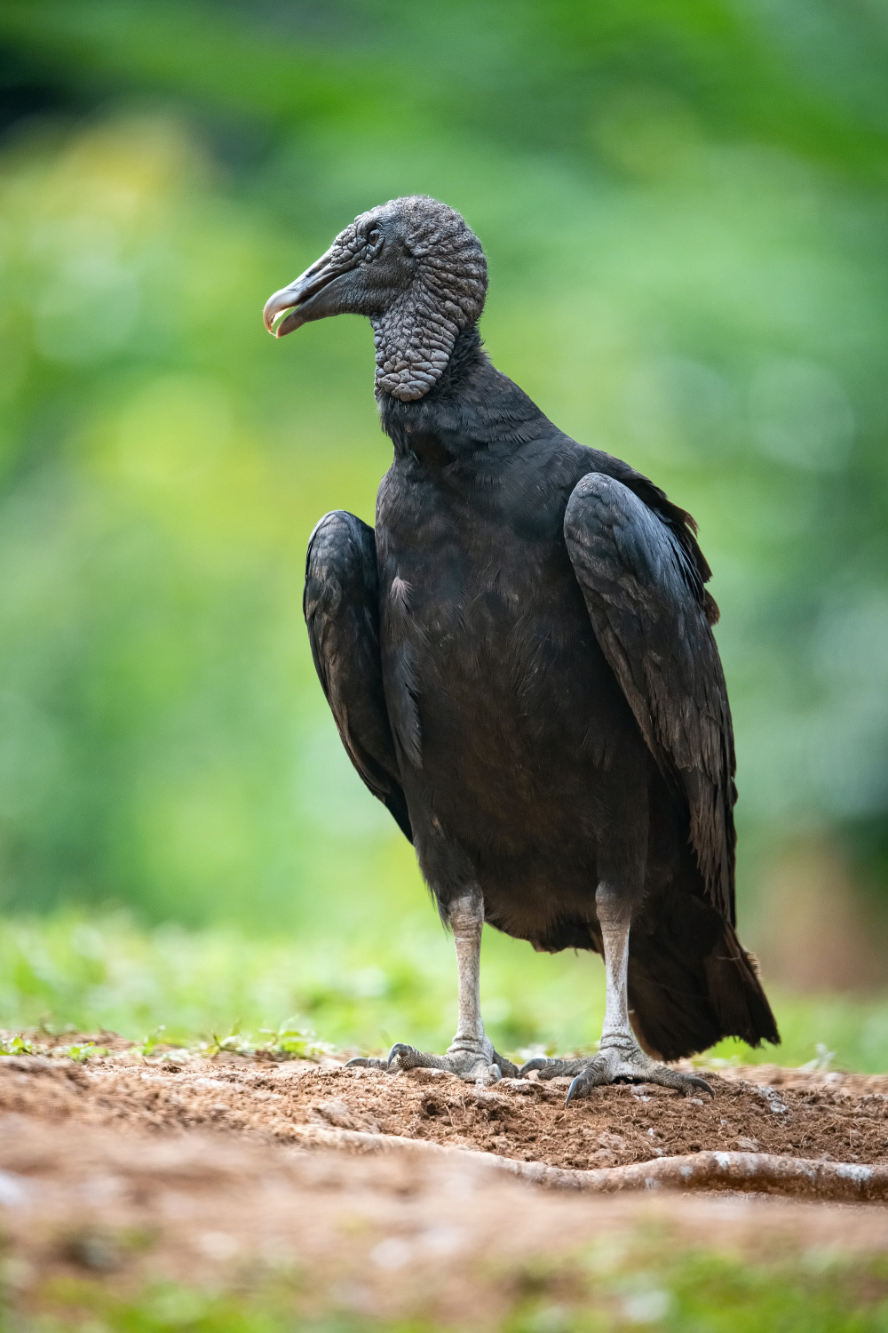 kondor havranovitý (Coragyps atratus) Black vulture