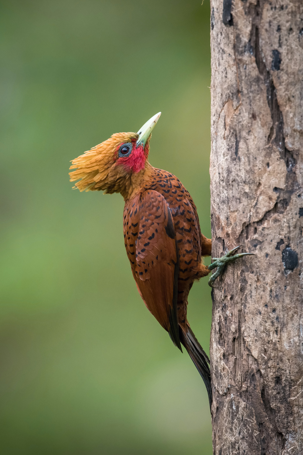 datel kaštanovobarvý (Celeus castaneus) Chestnut-colored woodpecker