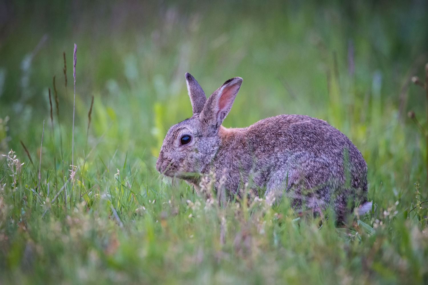králík divoký (Oryctolagus cuniculus) European rabbit