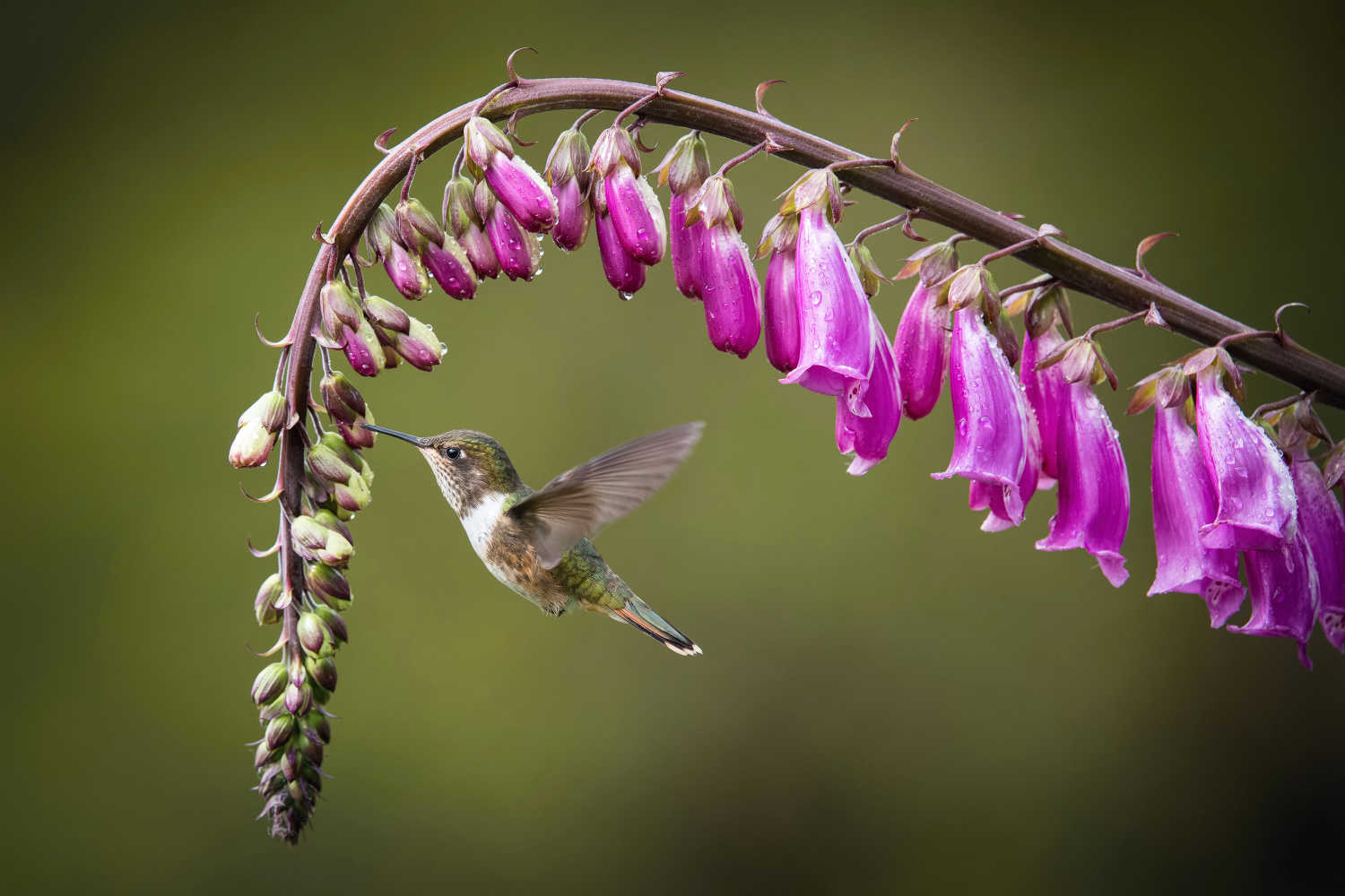 kolibřík vulkánový (Selasphorus flammula) Volcano hummingbird