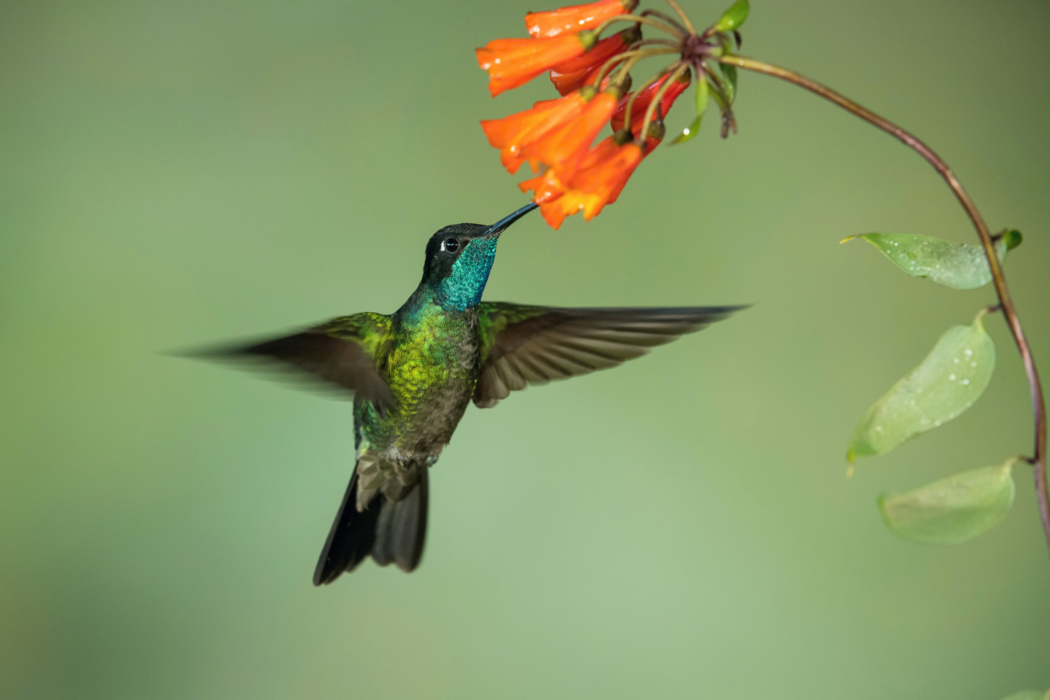 kolibřík skvostný (Eugenes fulgens) Rivoli´s hummingbird