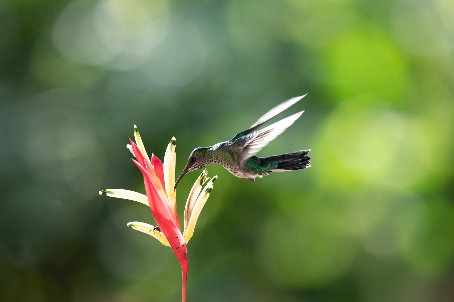 kolibřík bělokrký (Florisuga mellivora) White-necked jacobin
