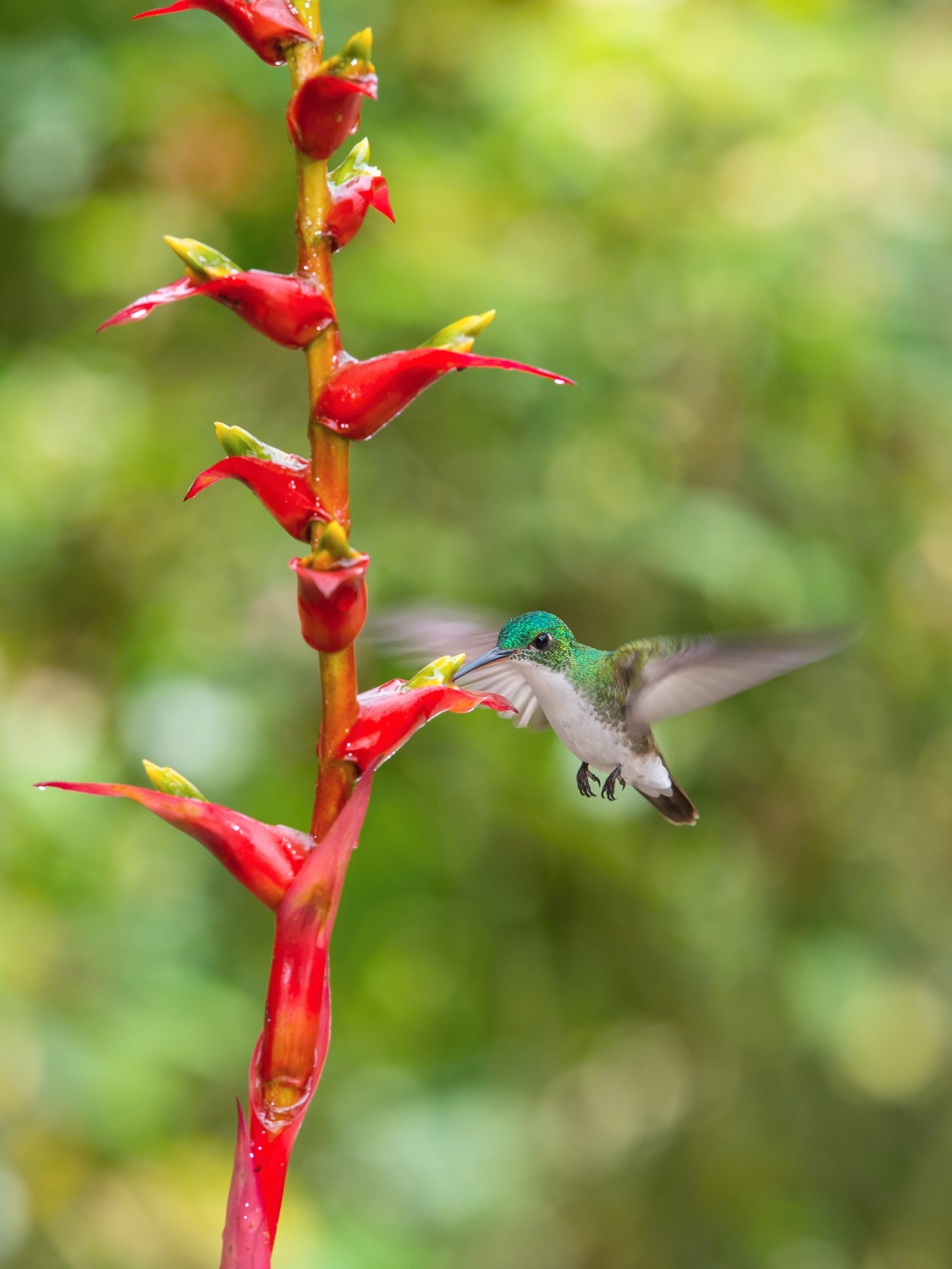 kolibřík andský (Amazilia franciae) Andean emerald