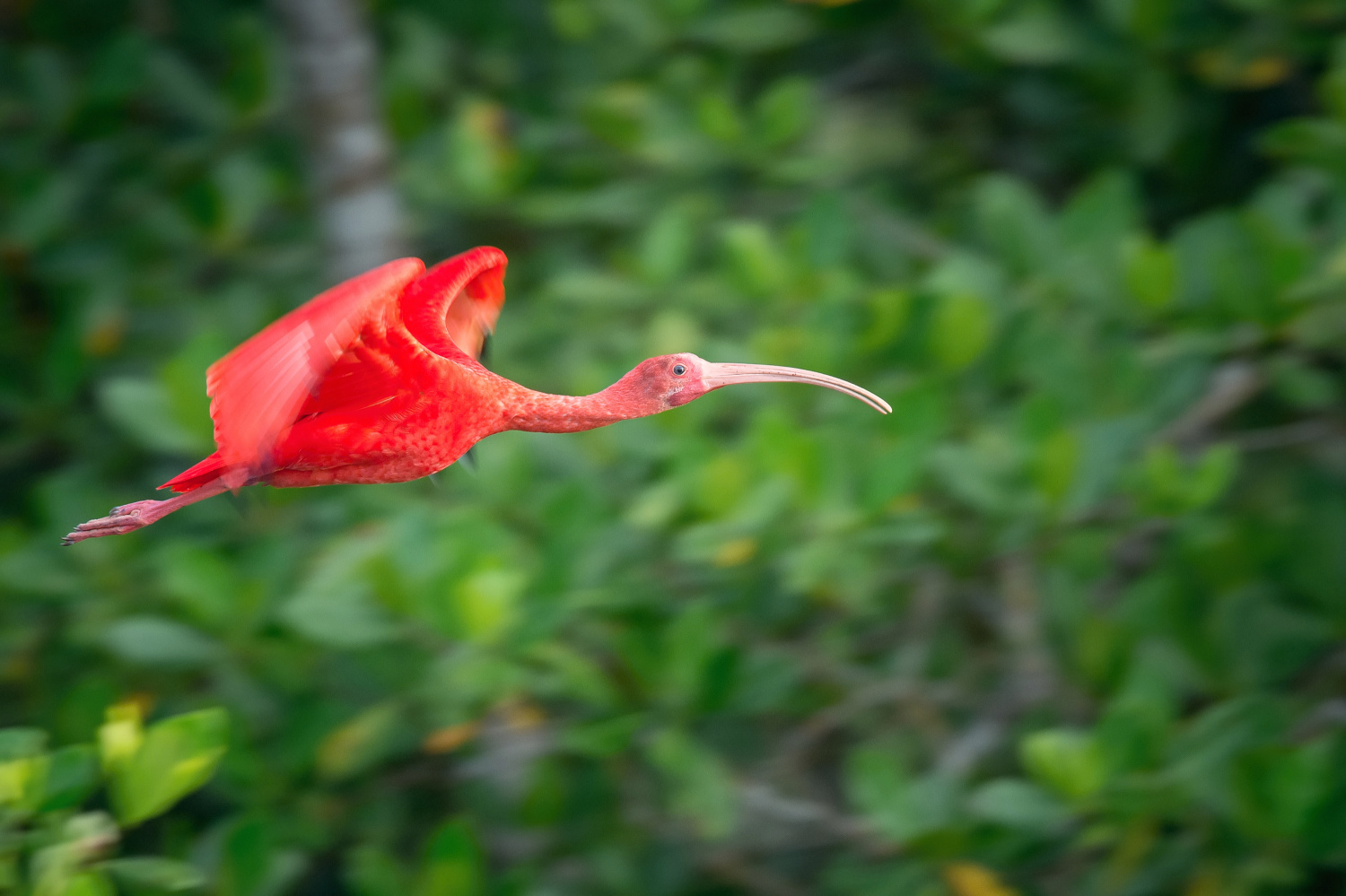 ibis rudý (Eudocimus ruber) Scarlet ibis