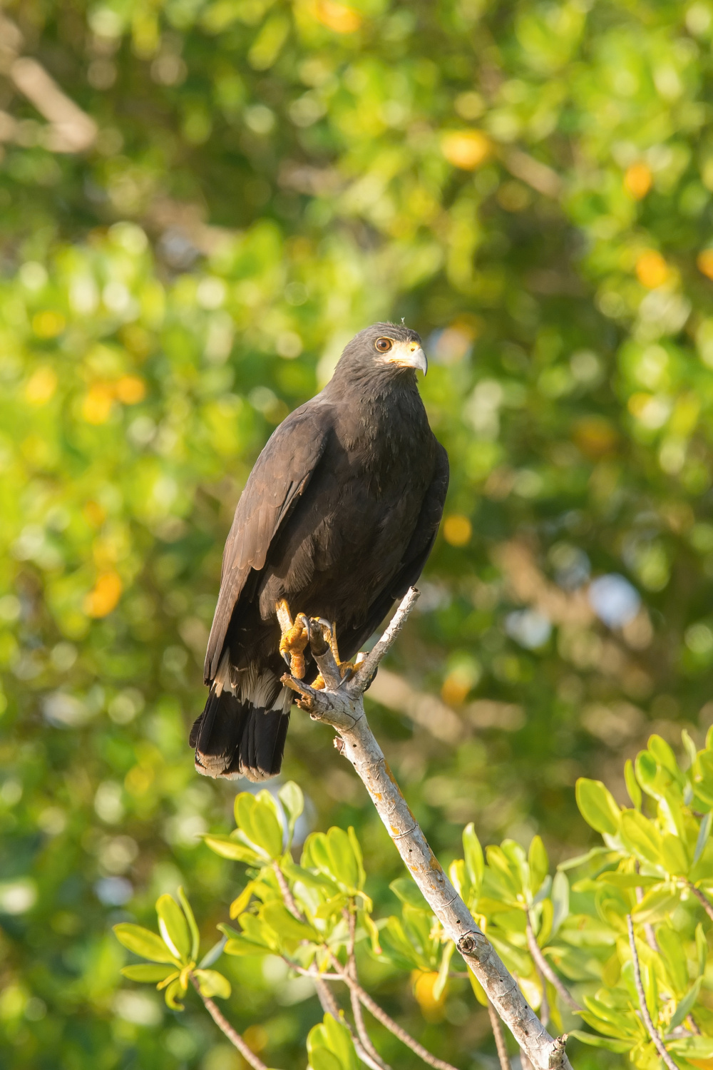 káně tmavá (Buteogallus anthracinus) Common black hawk