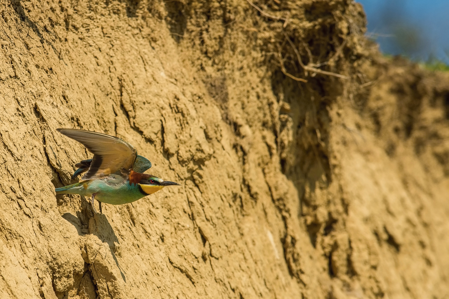 vlha pestrá (Merops apiaster) European bee-eater