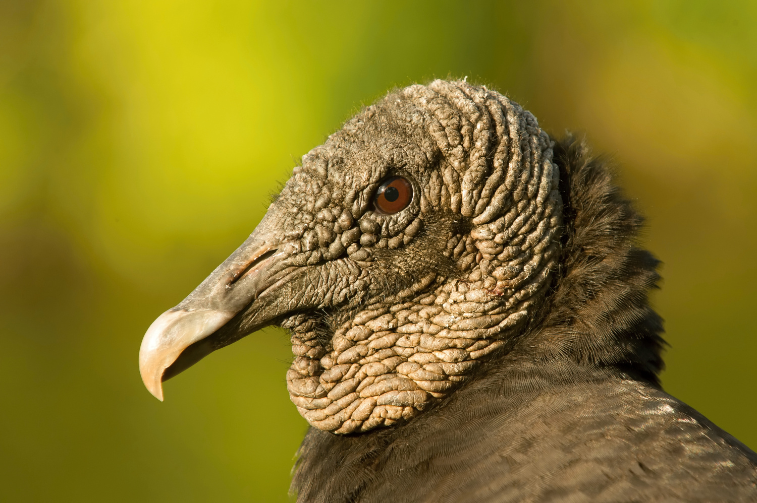 kondor havranovitý (Coragyps atratus) Black vulture