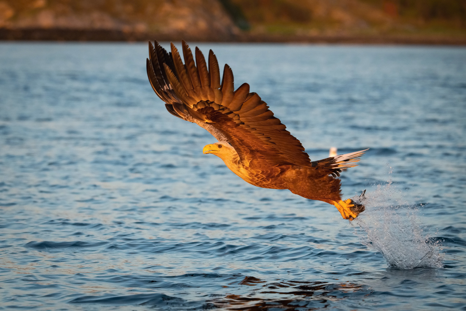 orel mořský (Haliaeetus albicilla) White-tailed eagle