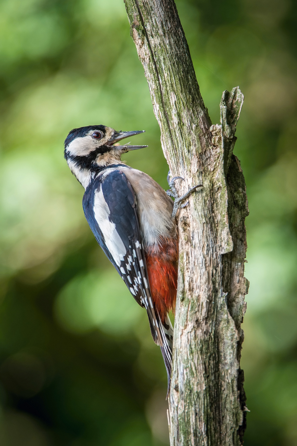 strakapoud velký (Dendrocopos major) Great spotted woodpecker