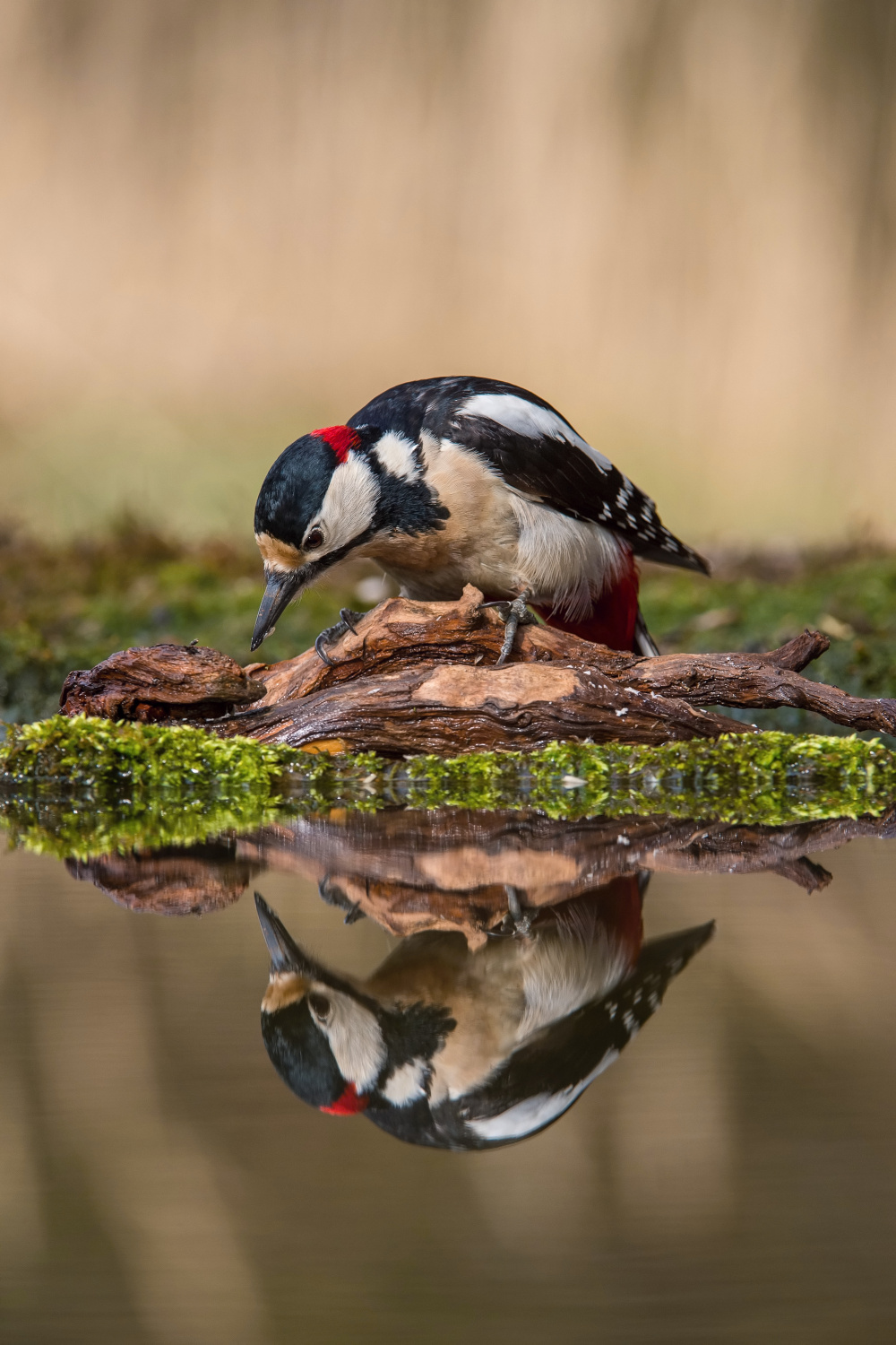 strakapoud velký (Dendrocopos major) Great spotted woodpecker