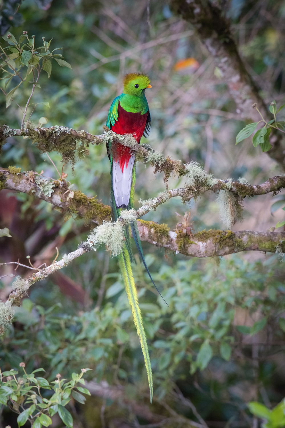 kvesal chocholatý (Pharomachrus mocinno) Resplendent quetzal