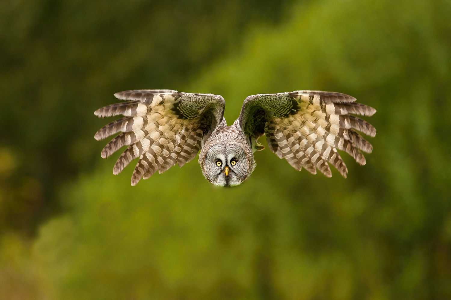puštík bradatý (Strix nebulosa) Great grey owl
