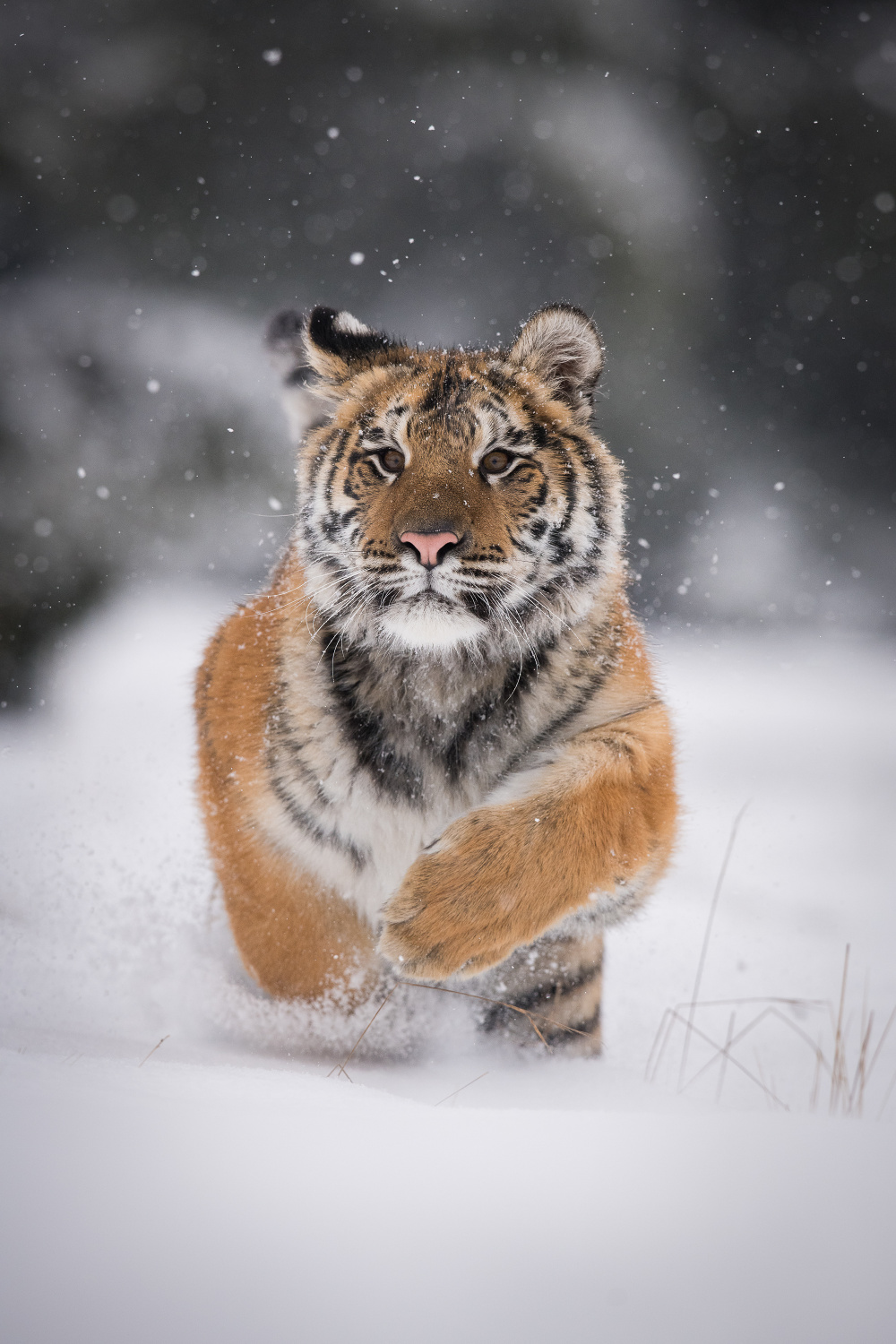 tygr ussurijský (Panthera tigris altaica) Siberian tiger