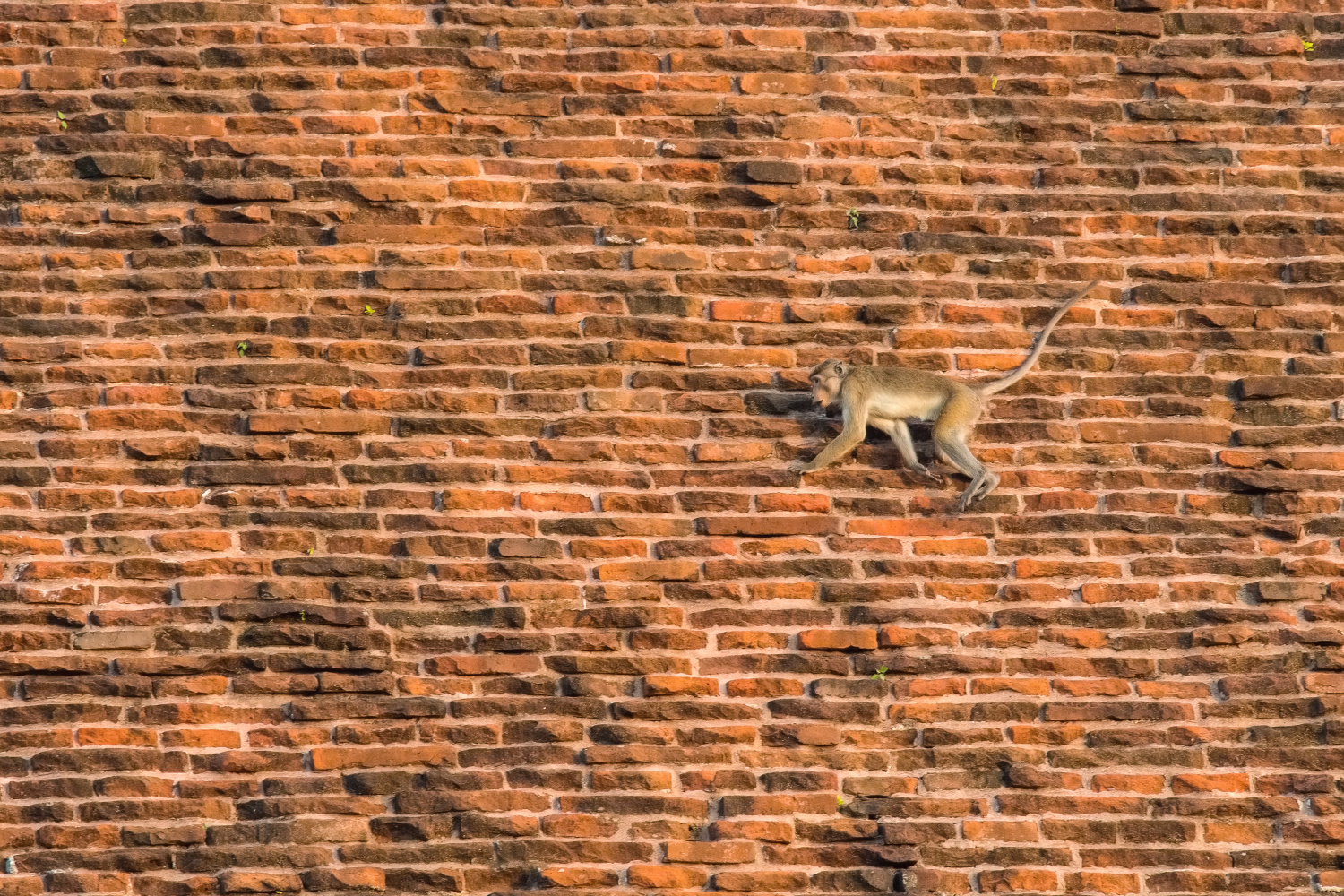 makak bandar (Macaca sinica) Toque macaque