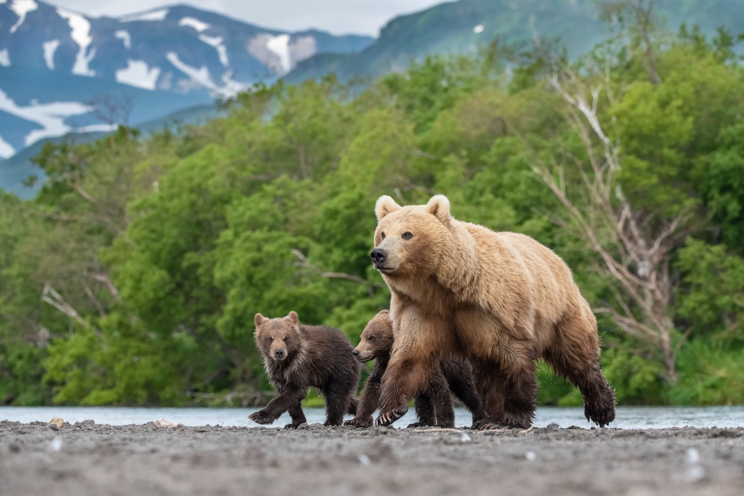 medvěd hnědý kamčatský (Ursus arctos beringianus) Kamchatka brown bear
