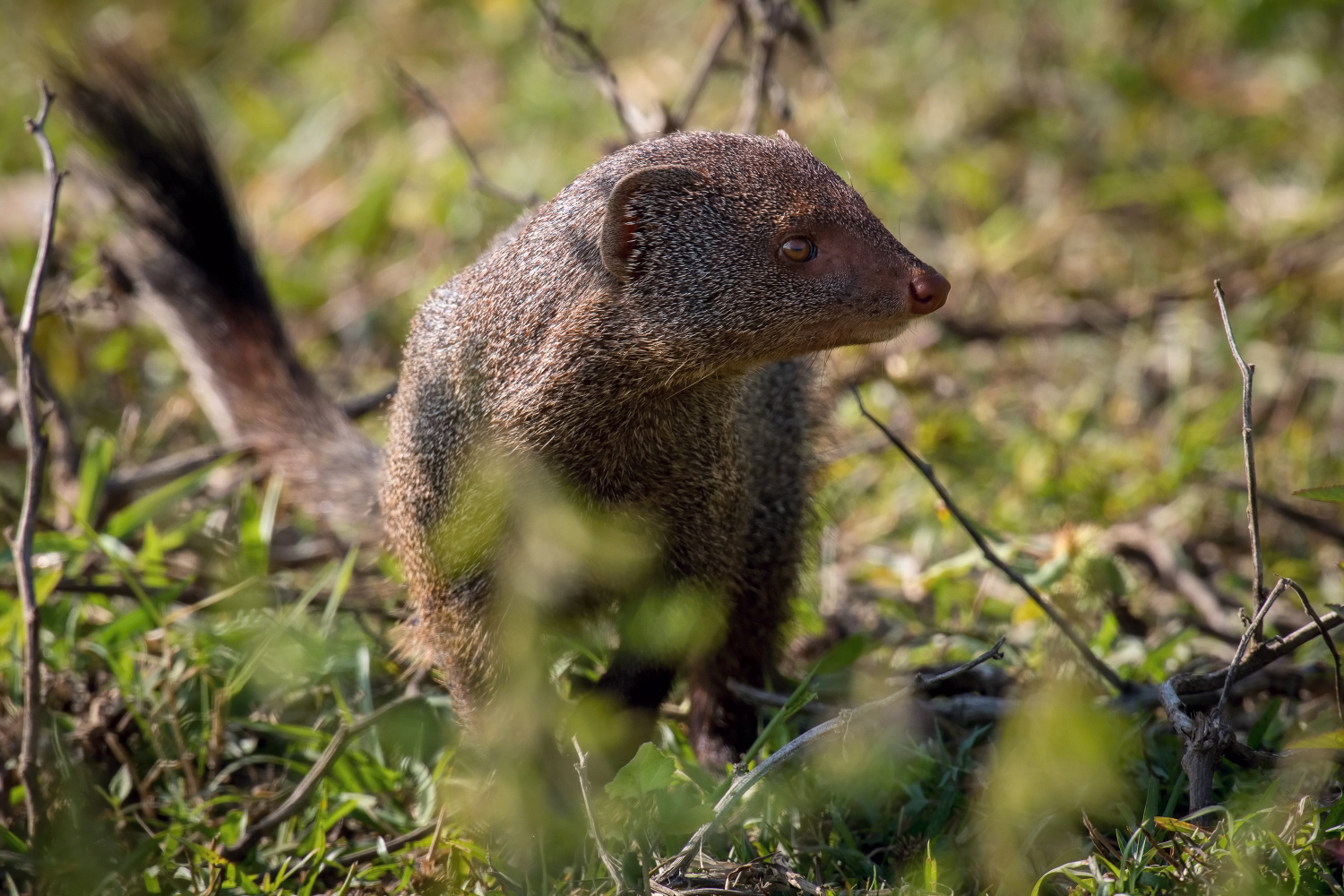 promyka rudá (Herpestes smithii) Ruddy mongoose