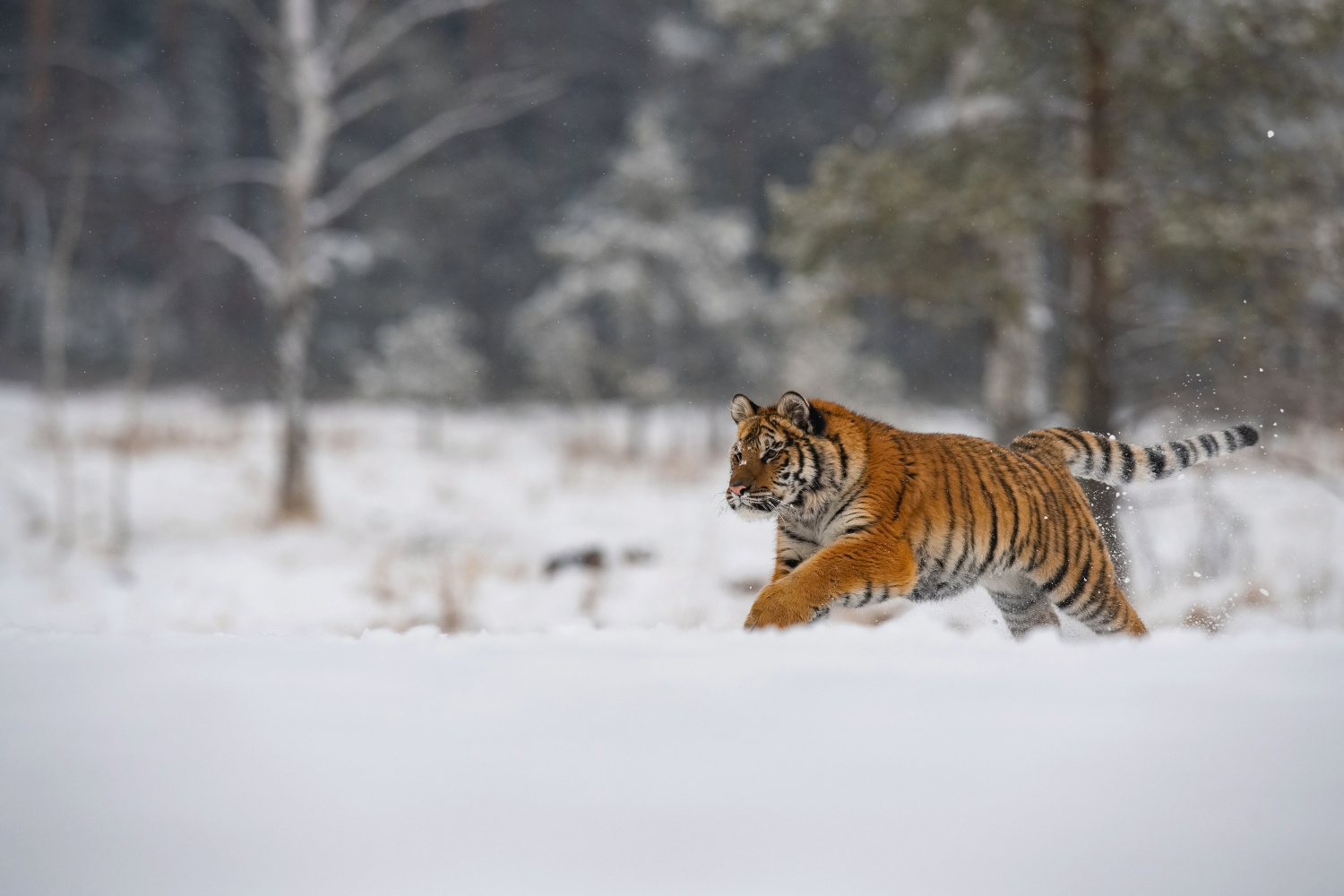 tygr ussurijský (Panthera tigris altaica) Siberian tiger