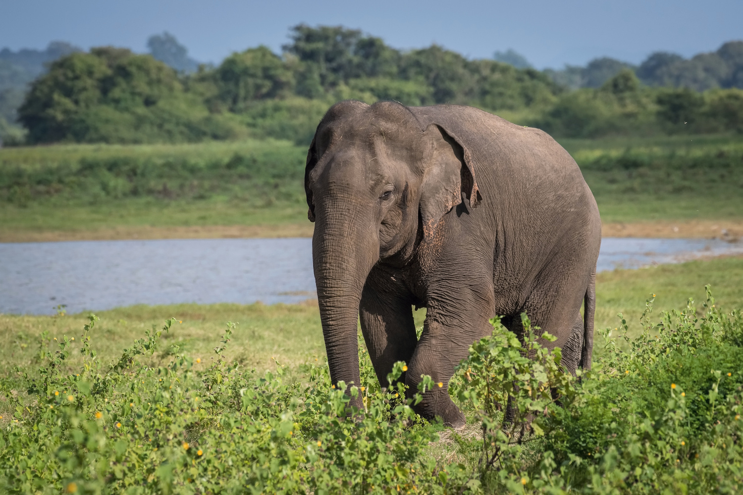 slon indický cejlonský (Elephas maximus maximus) Sri Lankan elephant
