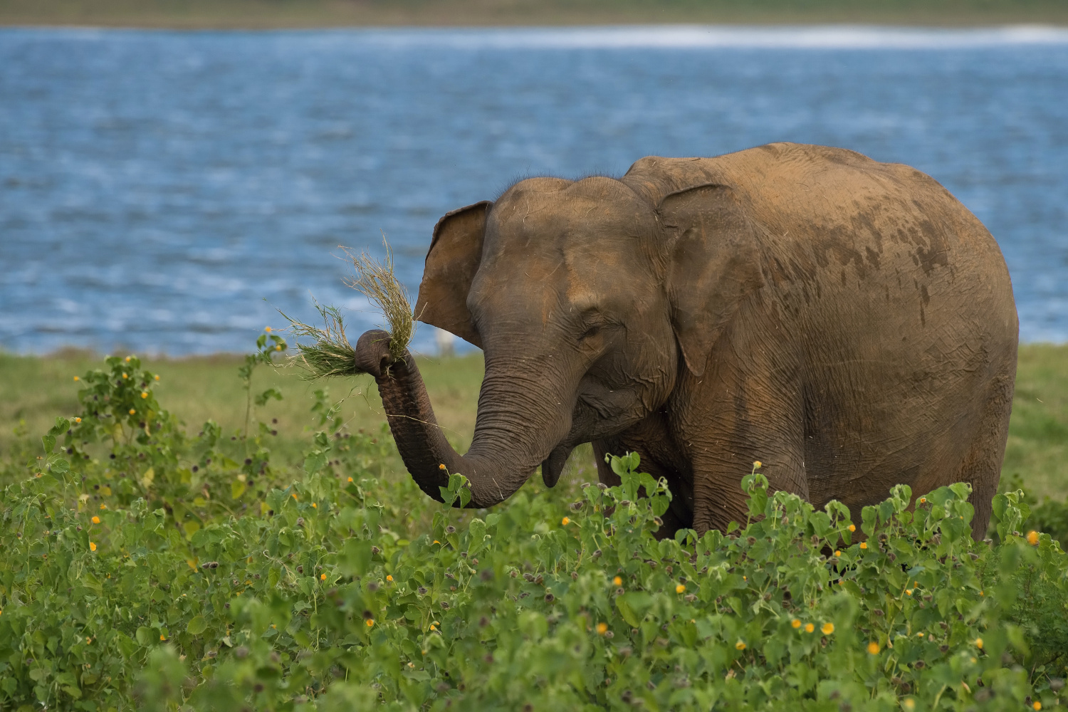 slon indický cejlonský (Elephas maximus maximus) Sri Lankan elephant