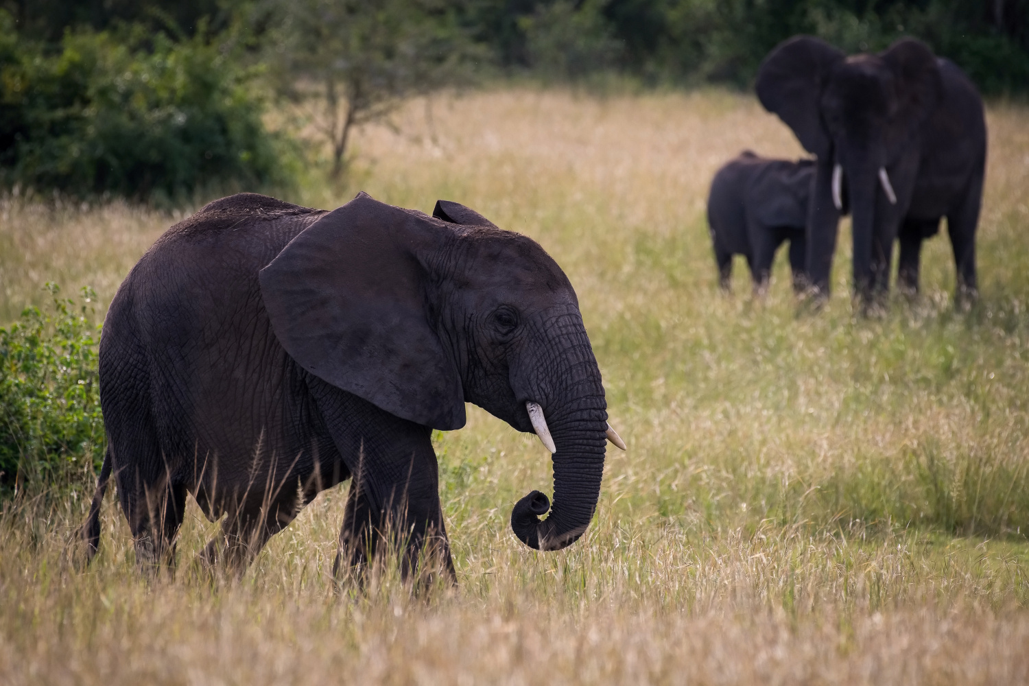slon africký (Loxodonta africana) African bush elephant