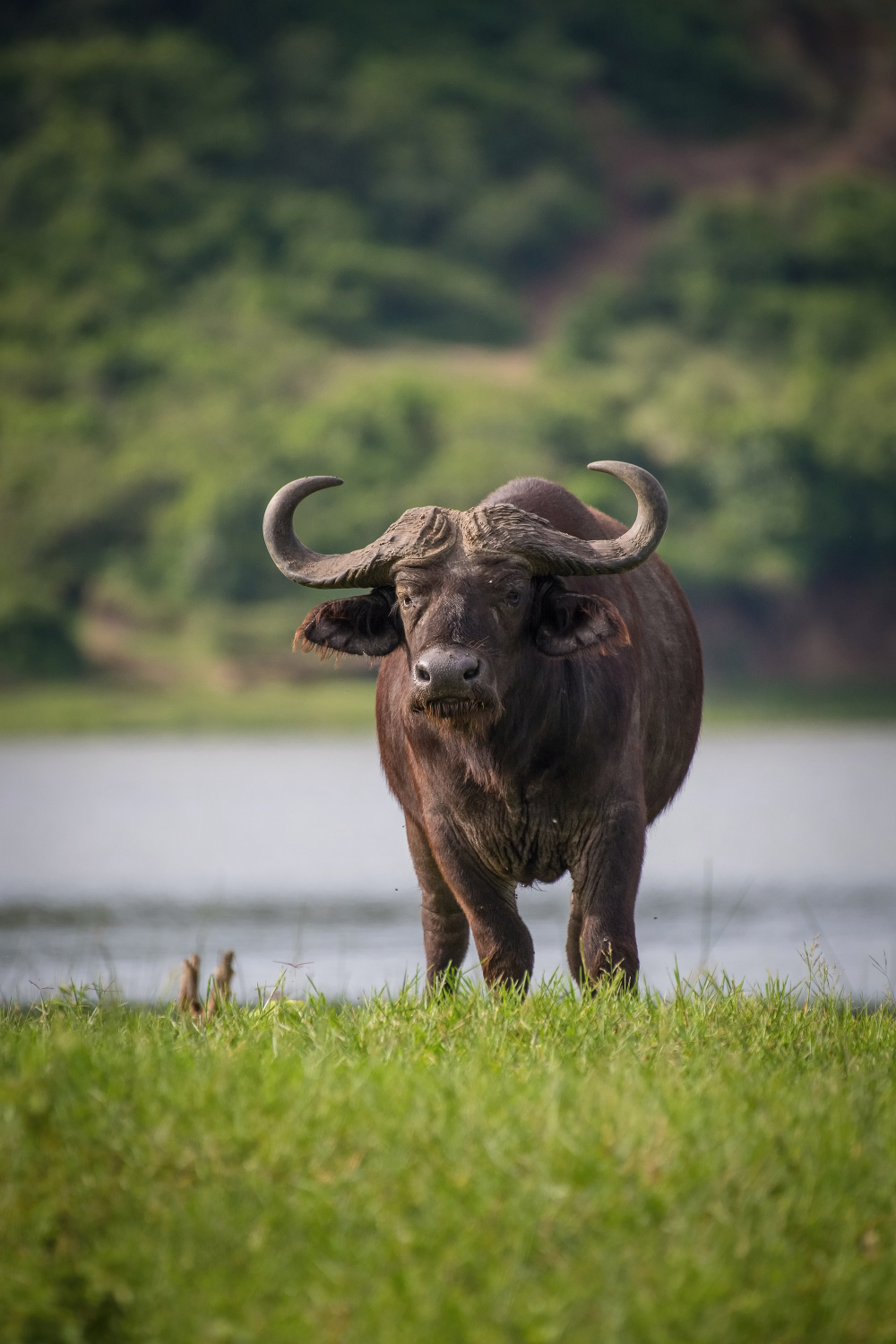 buvol africký kaferský (Syncerus caffer) African buffalo