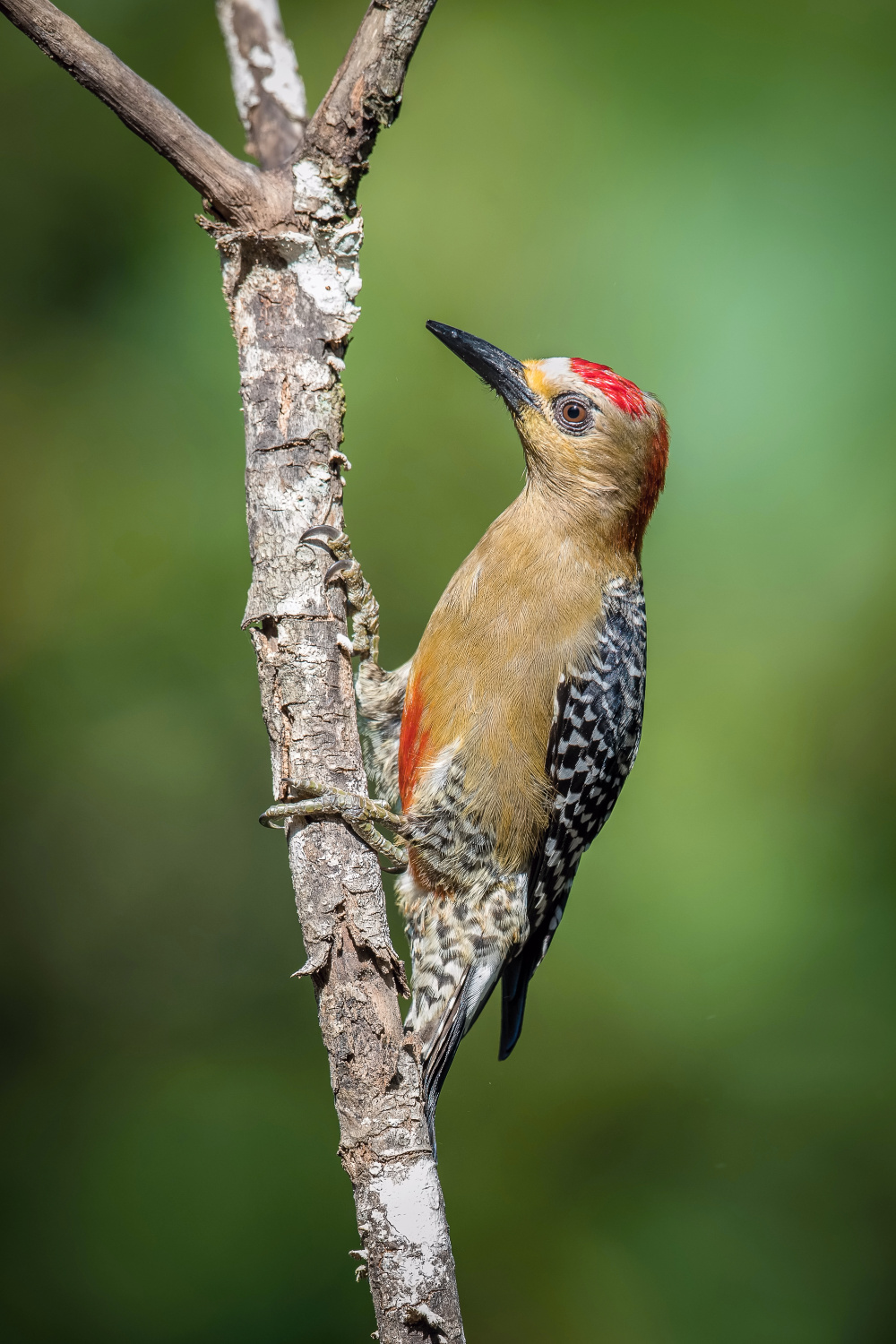 datel kápový (Melanerpes rubricapillus) Red-crowned woodpecker