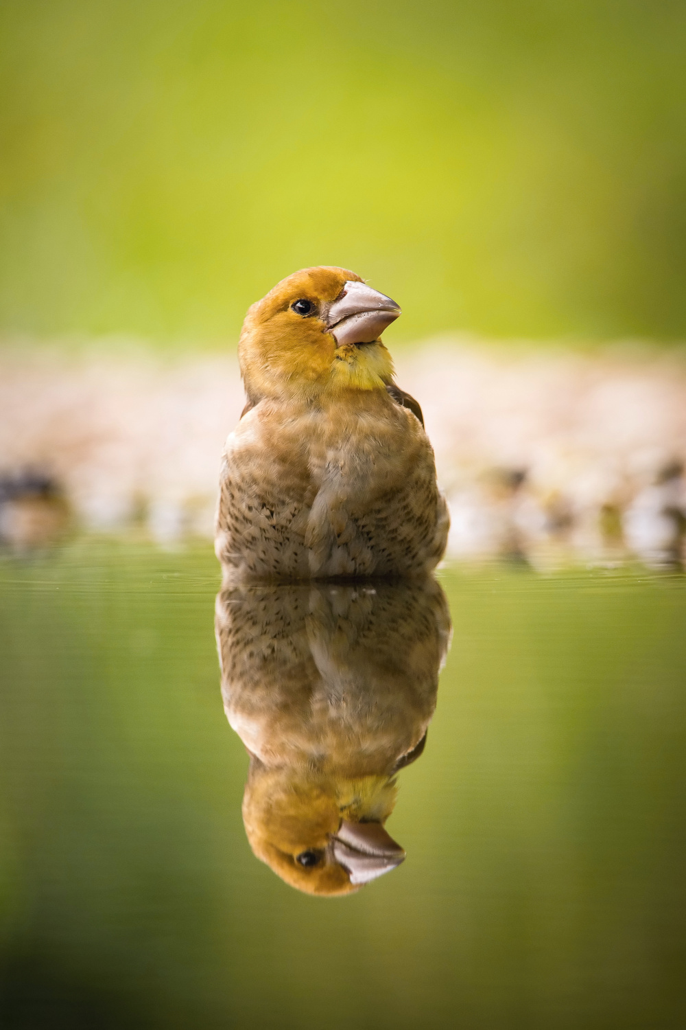 dlask tlustozobý (Coccothraustes coccothraustes) Hawfinch