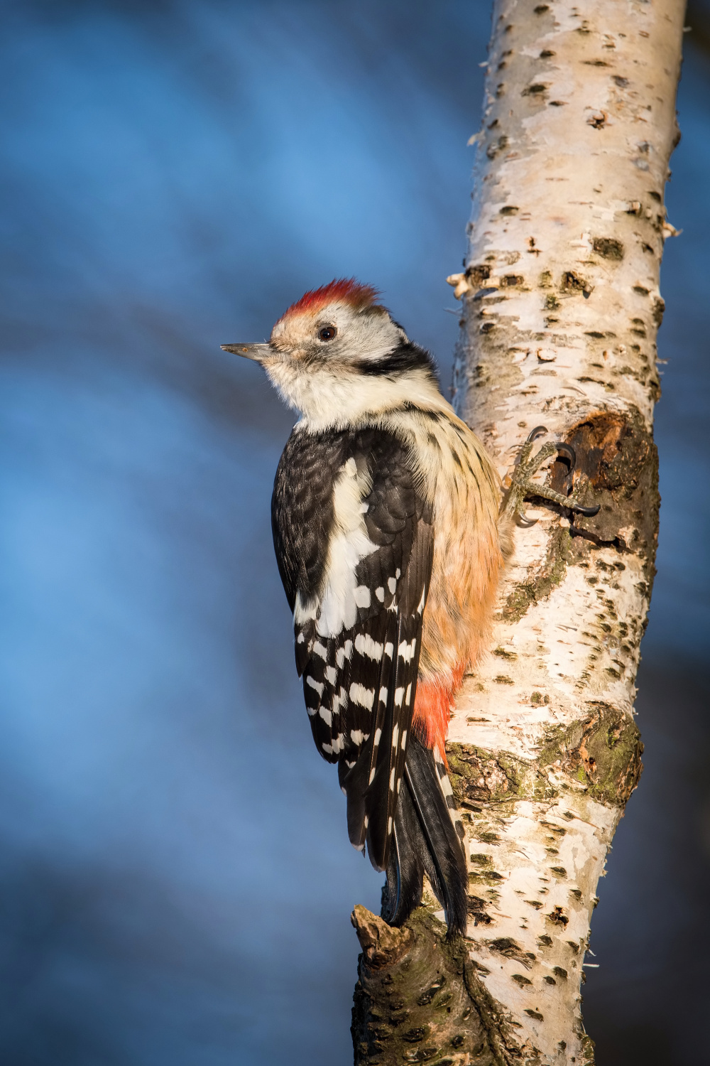 strakapoud prostřední (Dendrocopos medius) Middle spotted woodpecker