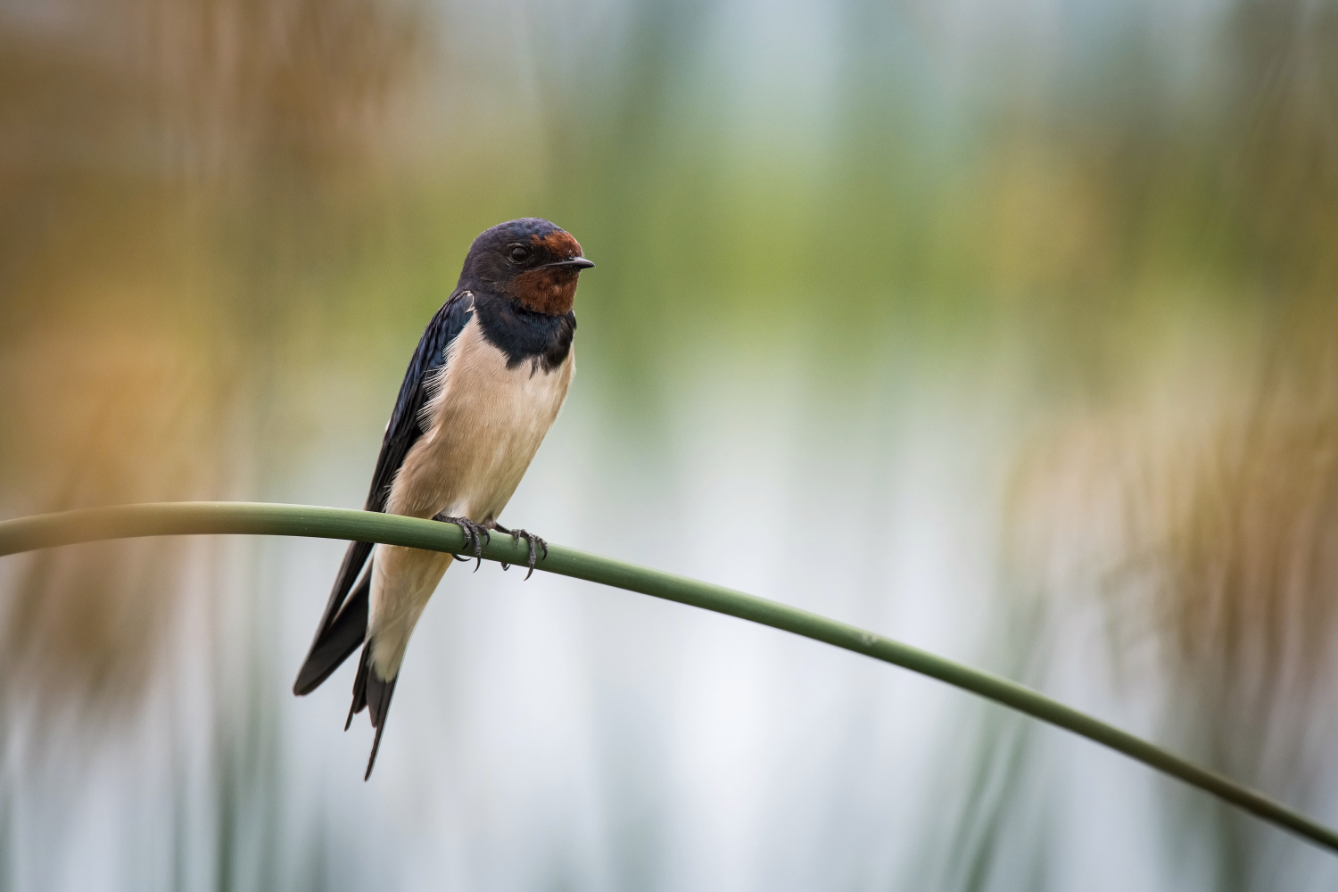 vlaštovka obecná (Hirundo rustica) Barn swallow
