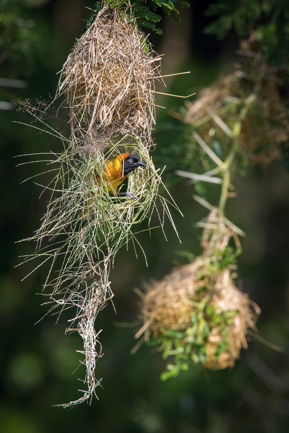 snovač černohlavý (Ploceus melanocephalus) Black-headed weaver