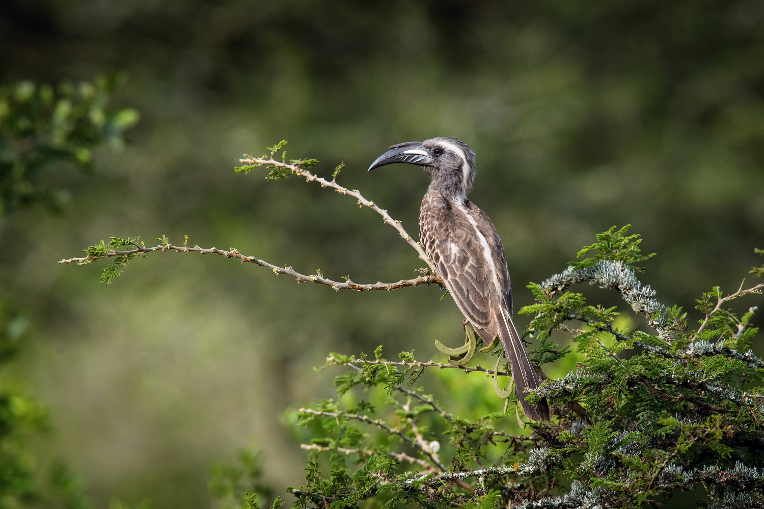 zoborožec šedý (tockus nasutus) African grey hornbill
