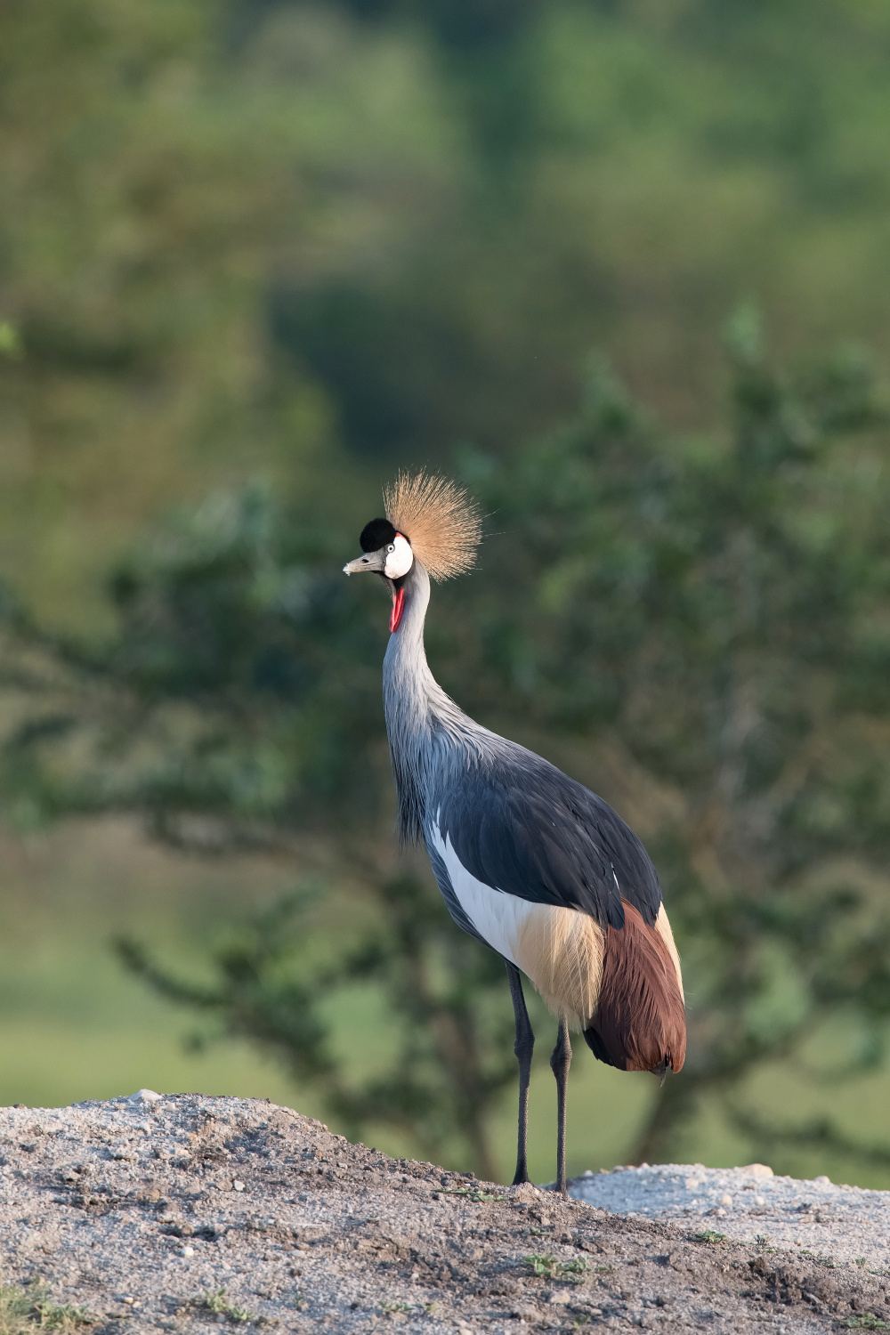 jeřáb královský (Balearica regulorum) Grey crowned crane