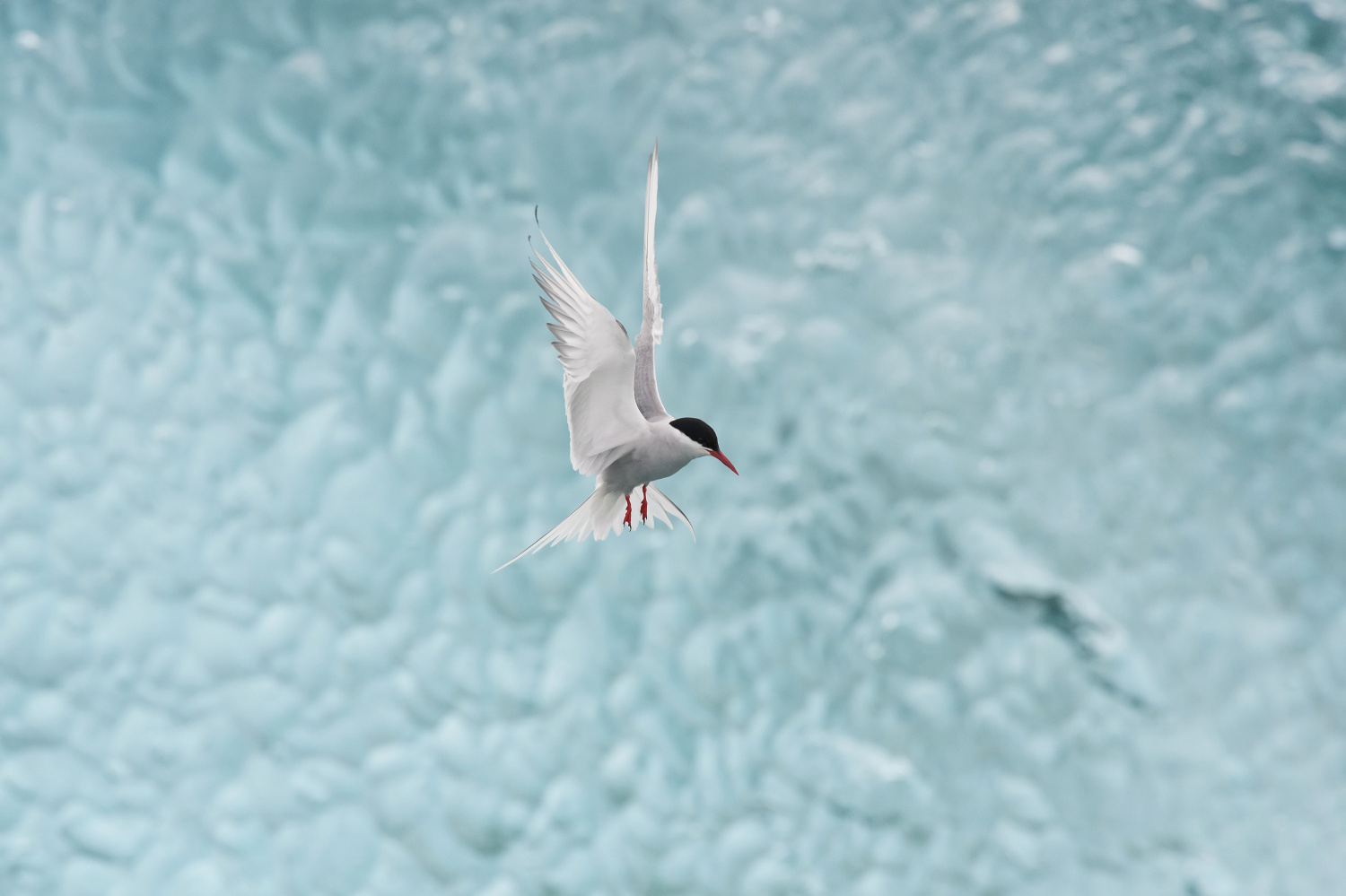 rybák dlouhoocasý (Sterna paradisaea) Arctic tern