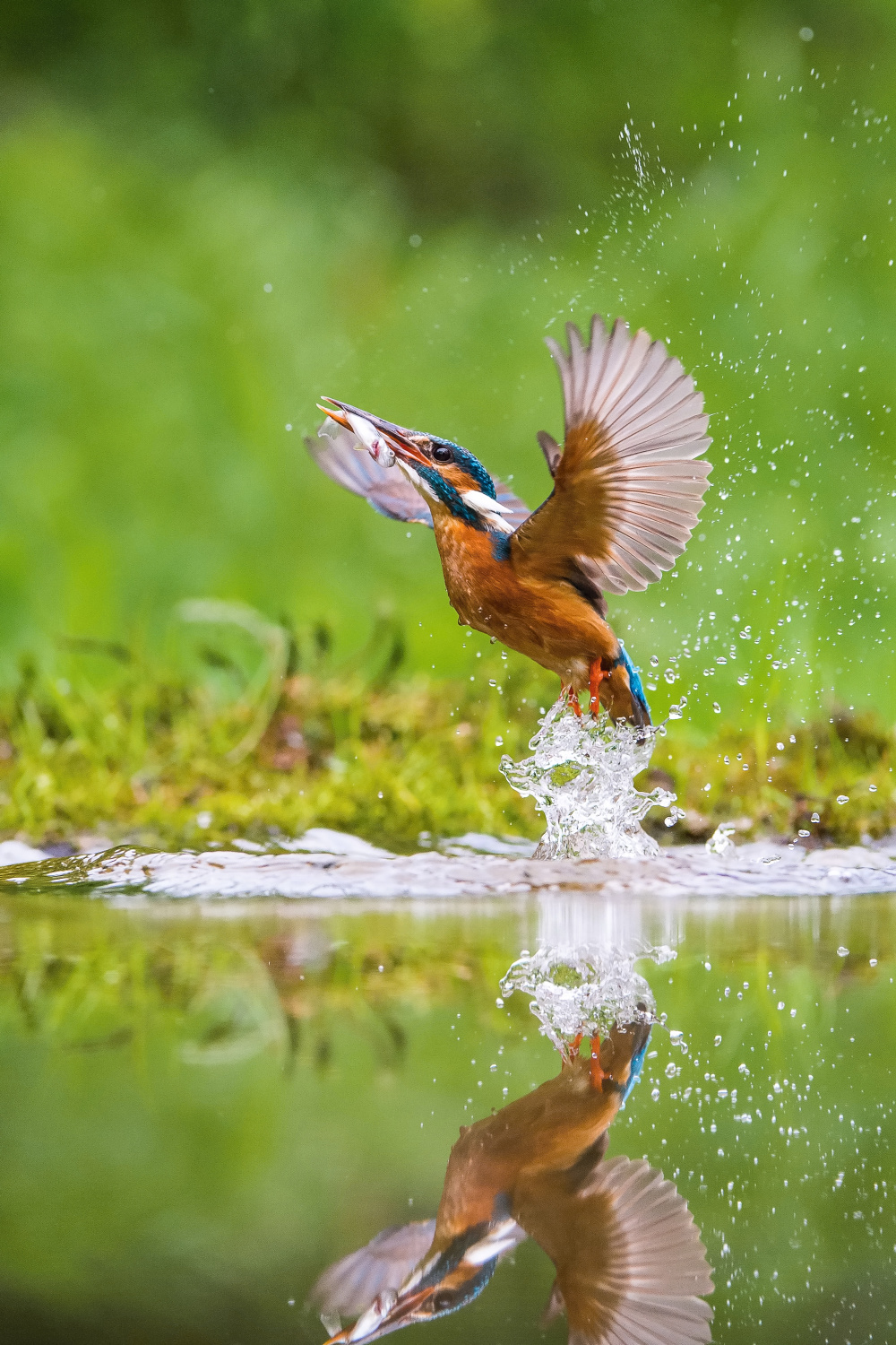 ledňáček říční (Alcedo atthis) Common kingfisher