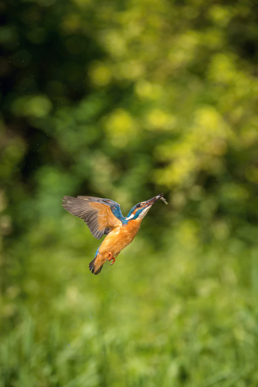 ledňáček říční (Alcedo atthis) Common kingfisher