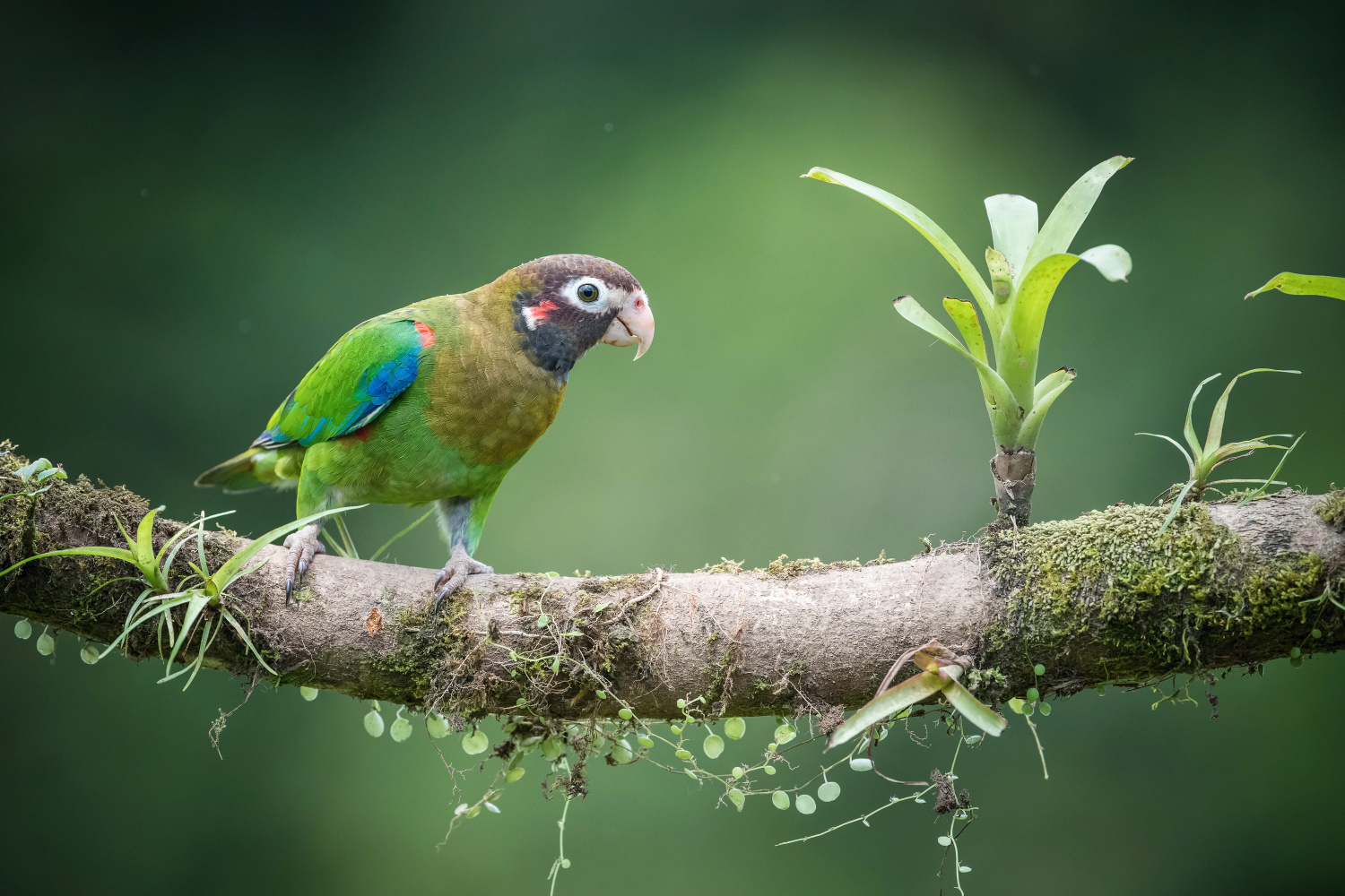 amazónek hnědohlavý (Pionopsitta haematotis) Brown-hooded parrot