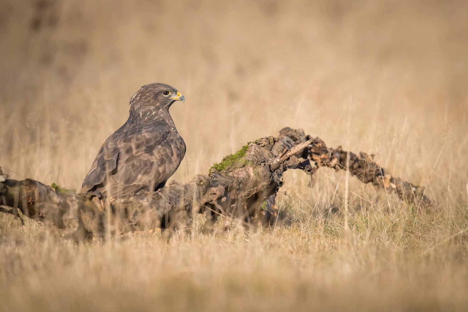 káně lesní (Buteo buteo) Common buzzard