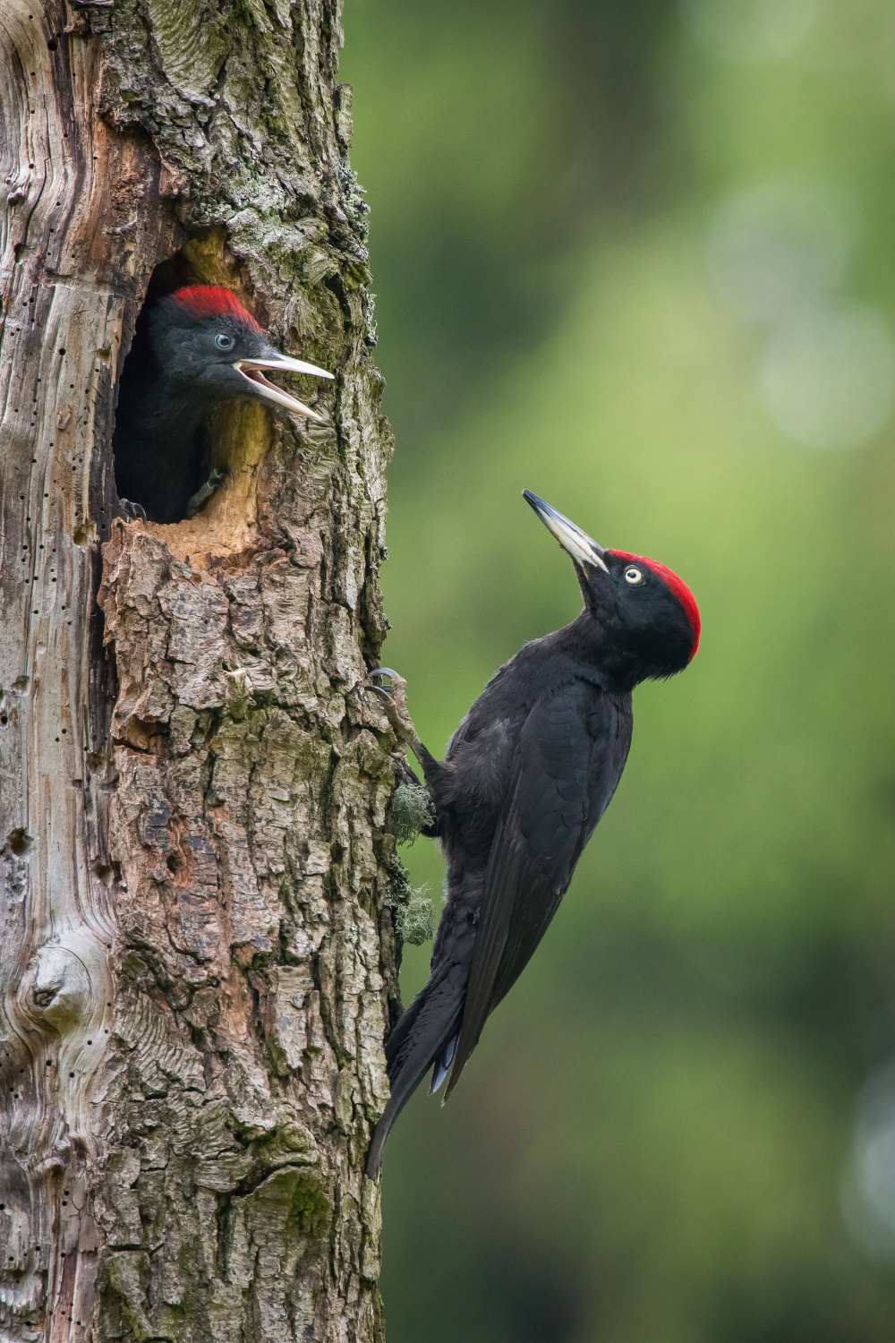 datel černý (Dryocopus martius) Black woodpecker