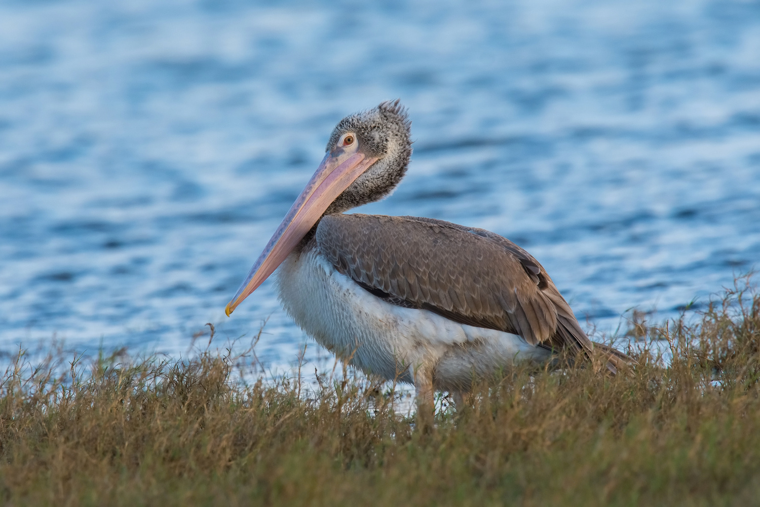 pelikán skvrnozobý (Pelecanus philippensis) Spot-billed pelican
