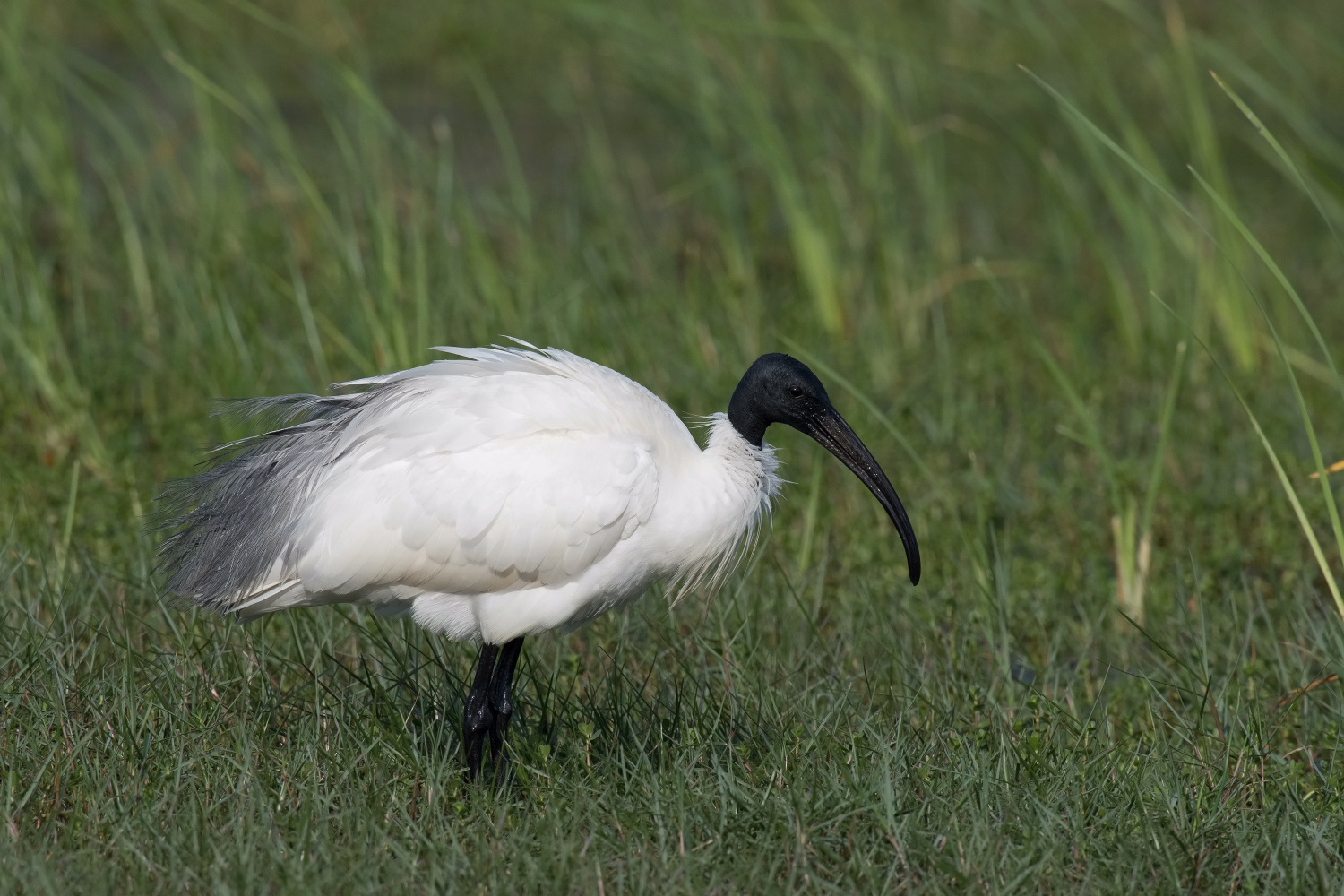ibis černohlavý (Threskiornis melanocephalus) Black-headed ibis