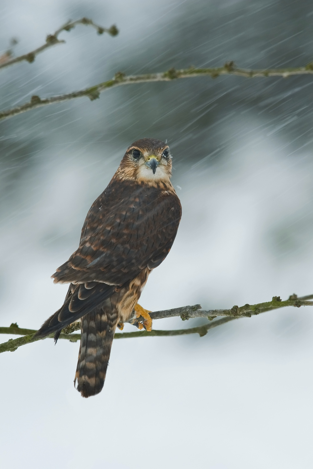 dřemlík tundrový (Falco columbarius) Merlin