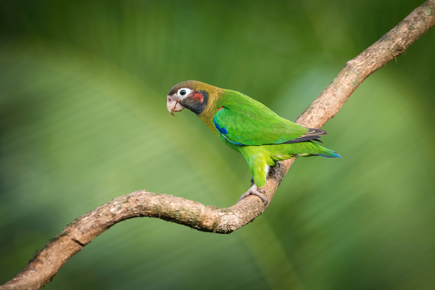 amazónek hnědohlavý (Pionopsitta haematotis) Brown-hooded parrot