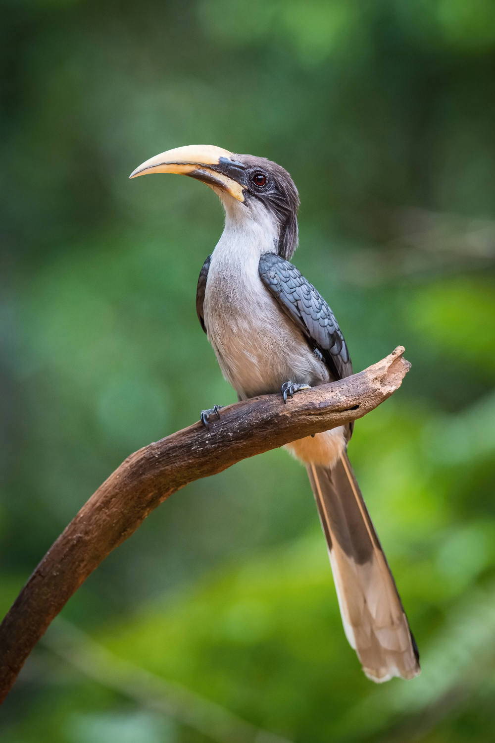 zoborožec srílanský (Ocyceros gingalensis) Sri Lanka grey hornbill