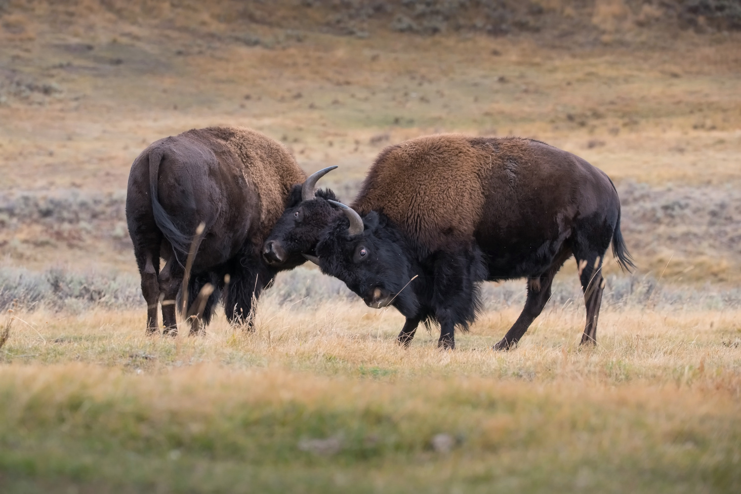 bizon (Bison bison) American bison