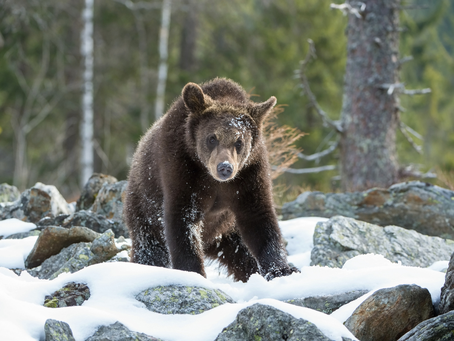 medvěd hnědý (Ursus arctos) Brown bear